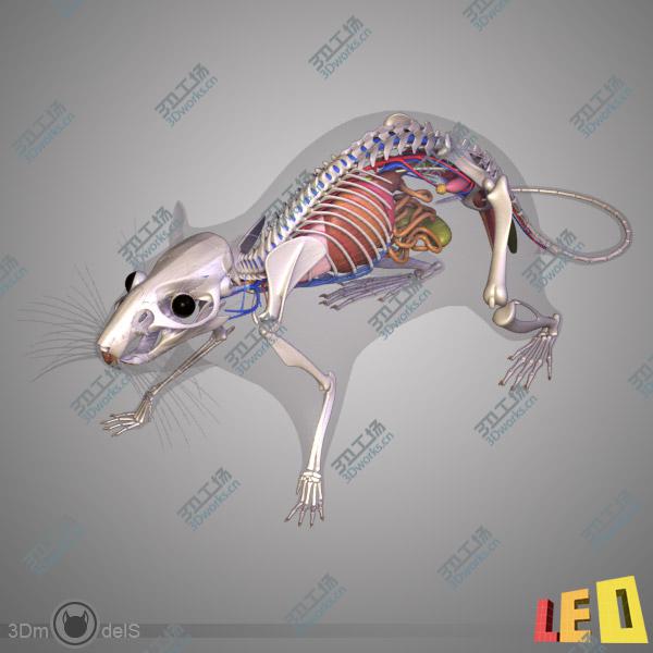 images/goods_img/202104094/Rat Anatomy/3.jpg
